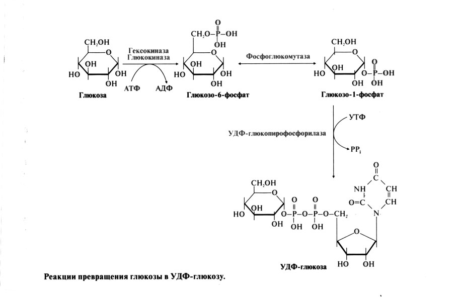 Реакция из Глюкозы в глюкозо-6-фосфат