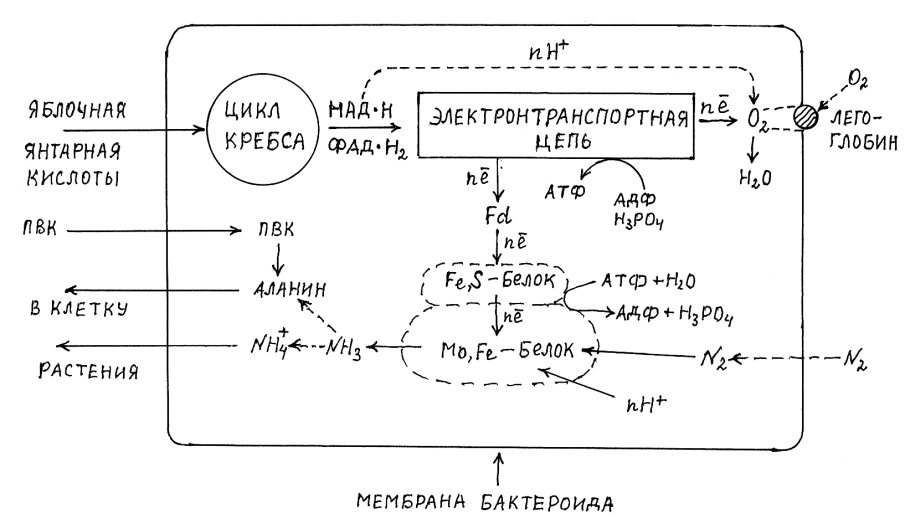 Анаплеротические реакции цикла Кребса таблица