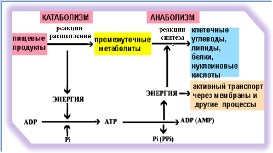 Этапы обмена веществ схема