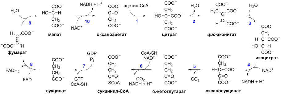 Цикл Кребса реакции с формулами