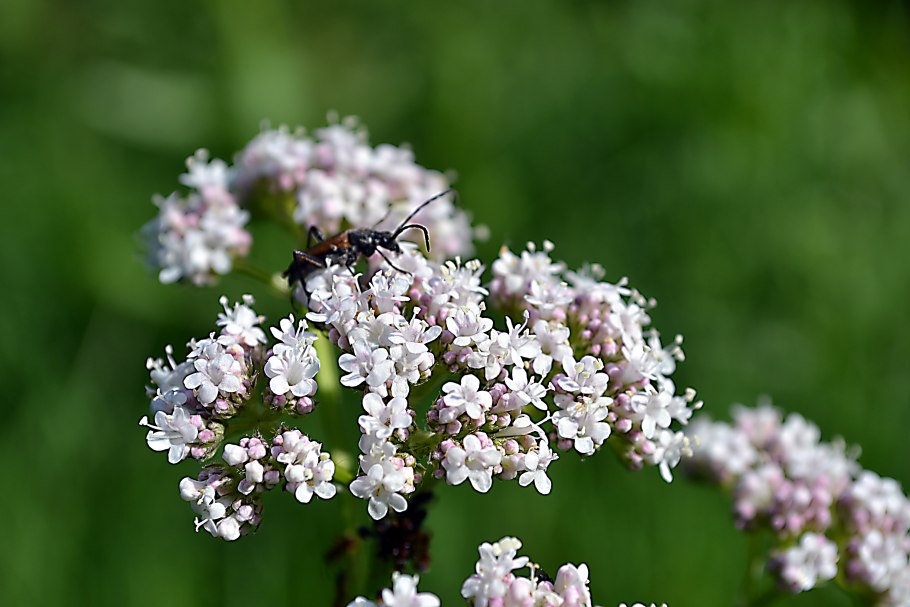 Боярышник пустырник валериана пион