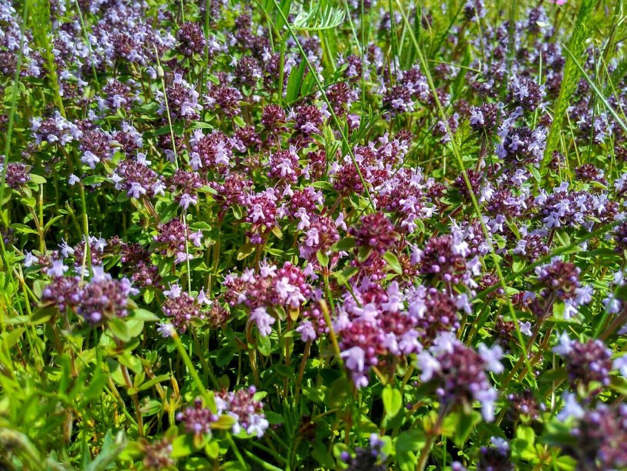 Тимьян Thymus serpyllum
