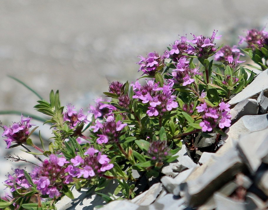 Тимьян (Thymus)
