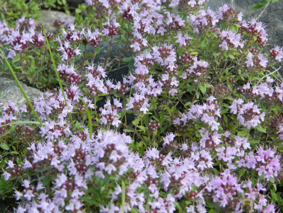 Тимьян (Thymus)