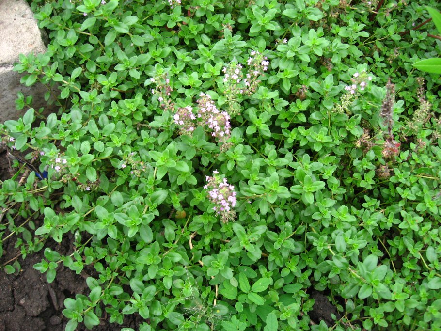 Тимьян Thymus serpyllum