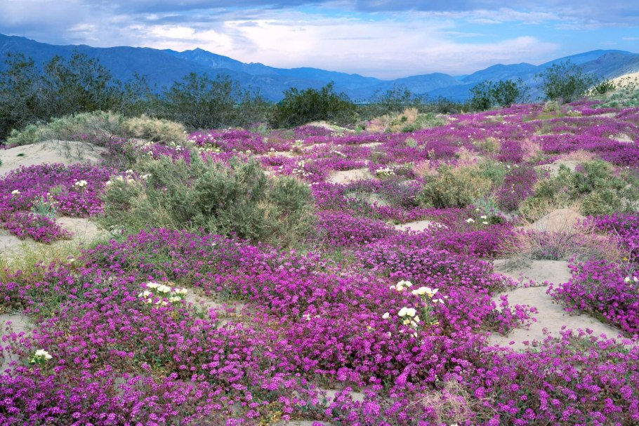Тимьян ползучий (Thymus serpyllum 'Magic Carpet')