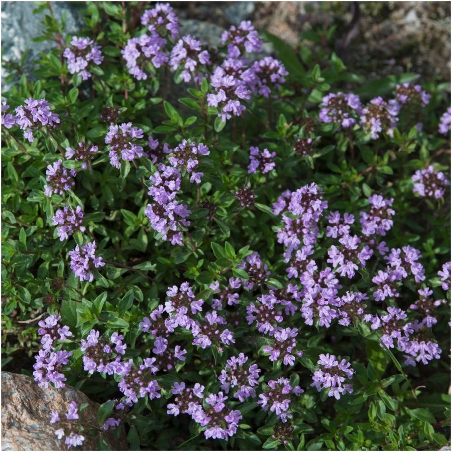 Тимьян ползучий (Thymus serpyllum) сиреневый
