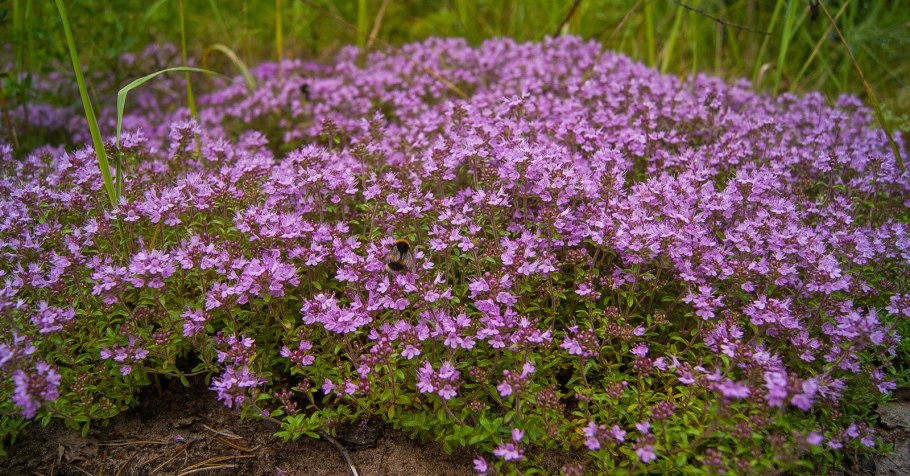 Thymus serpyllum