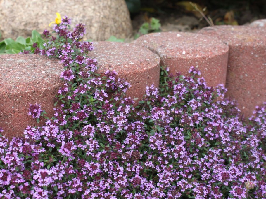 Тимьян ползучий (Thymus serpyllum)