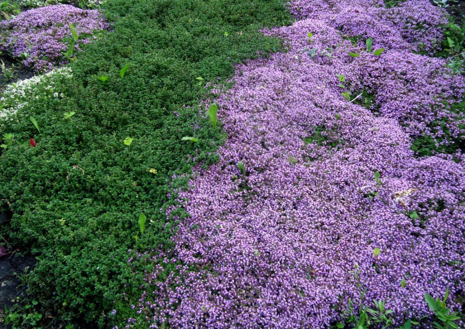 Тимьян меловой – Thymus cretaceus