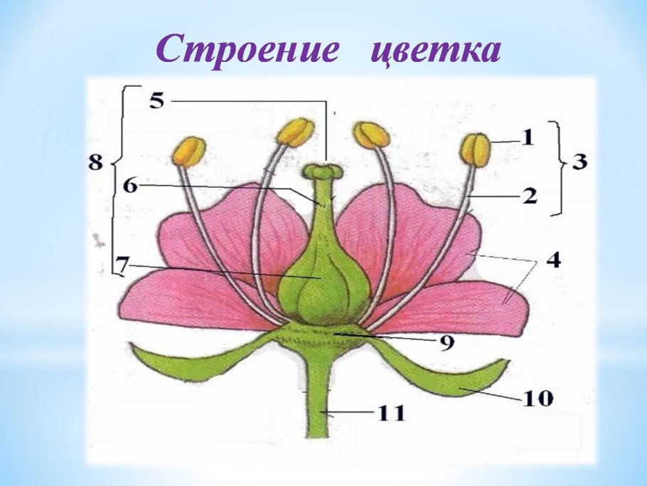 Строение цветка пестик и тычинка