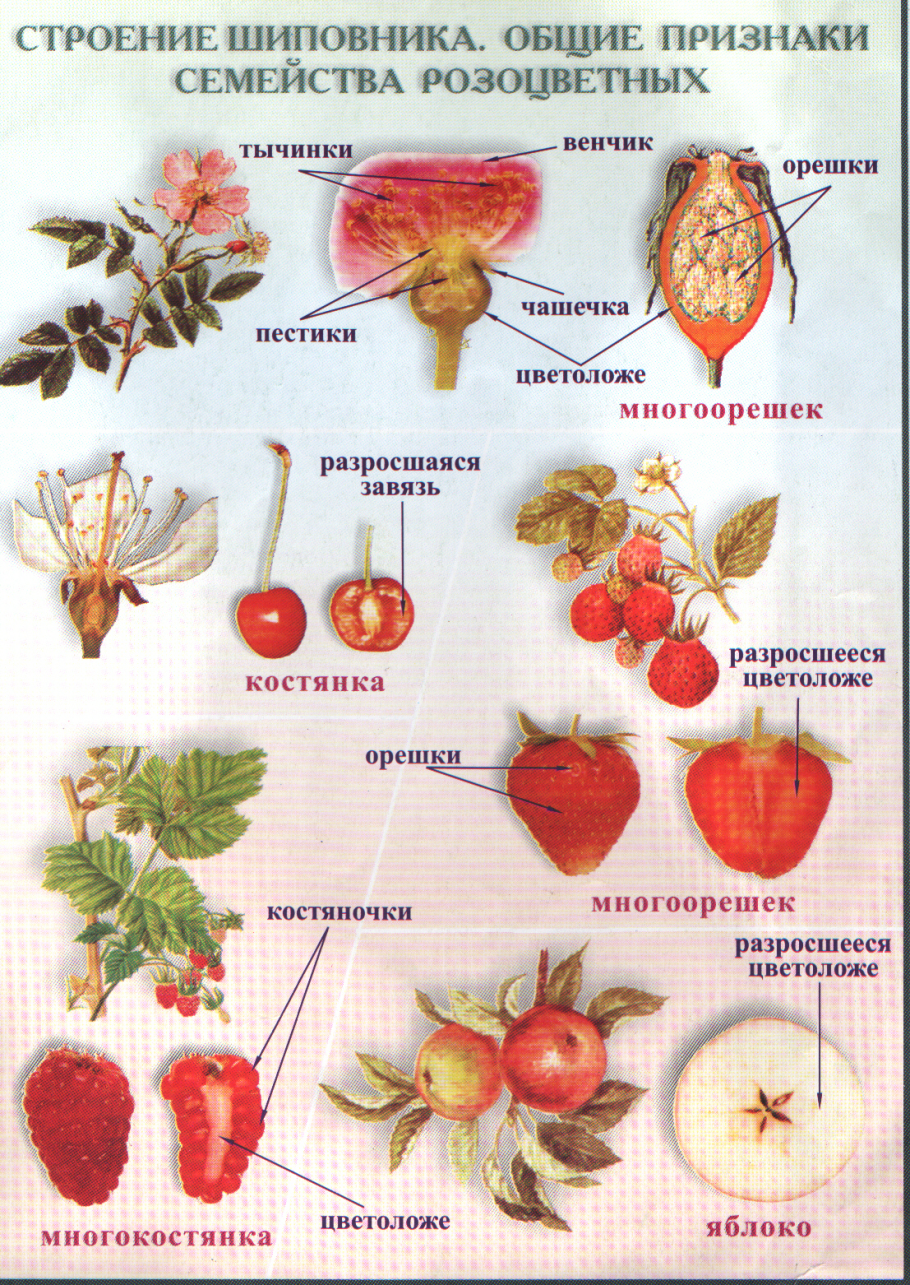 Яблоня Лесная гербарий