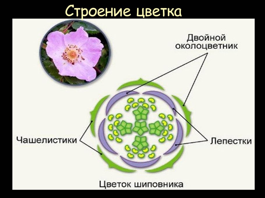 Схема цветка семейства розоцветных