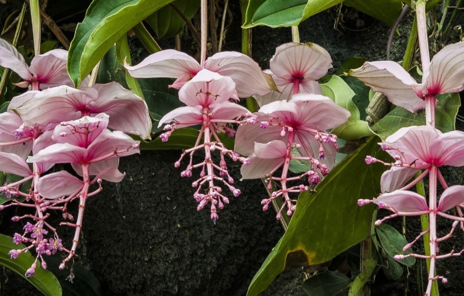 Мединилла великолепная