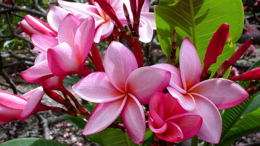 Плюмерия цветок