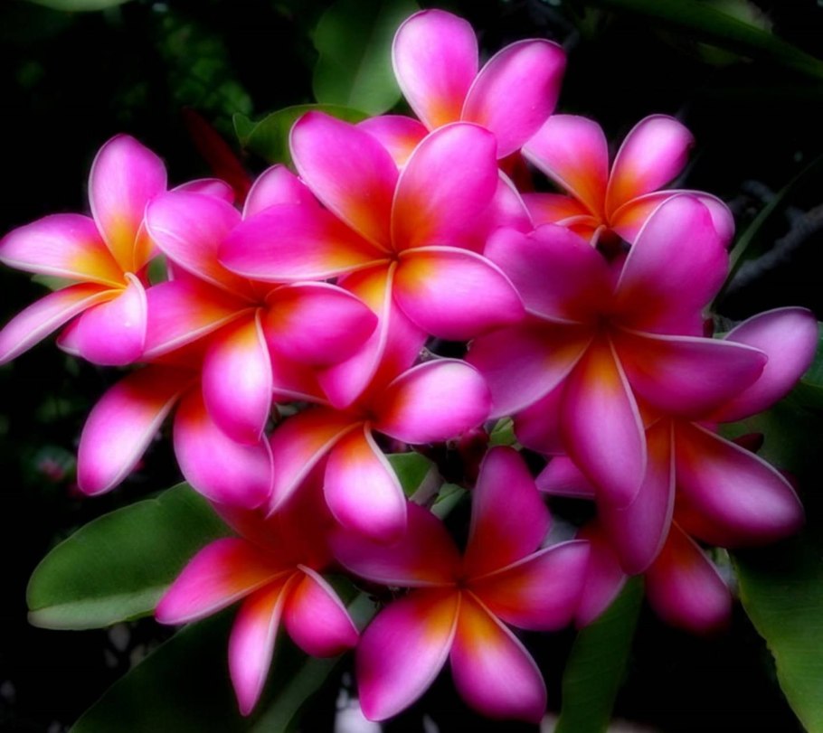 Плюмерия Гавайи