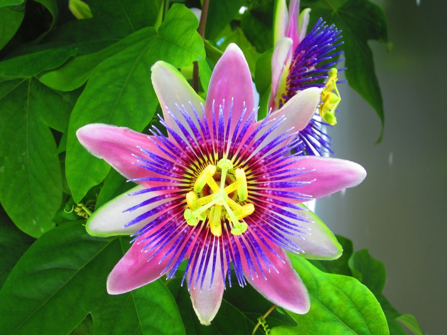 Тропикал Рейн цветок