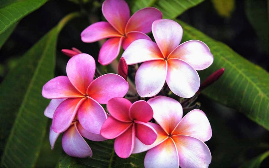 Франжипани монои