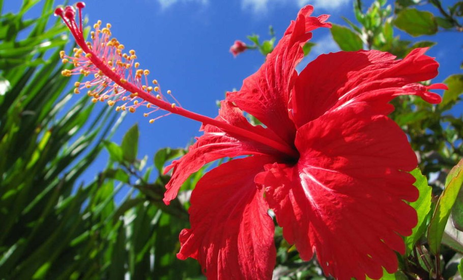 Каркаде (суданская роза)