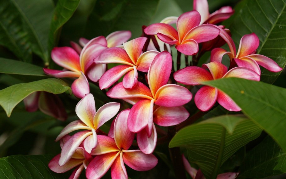 Плюмерия Франжипани