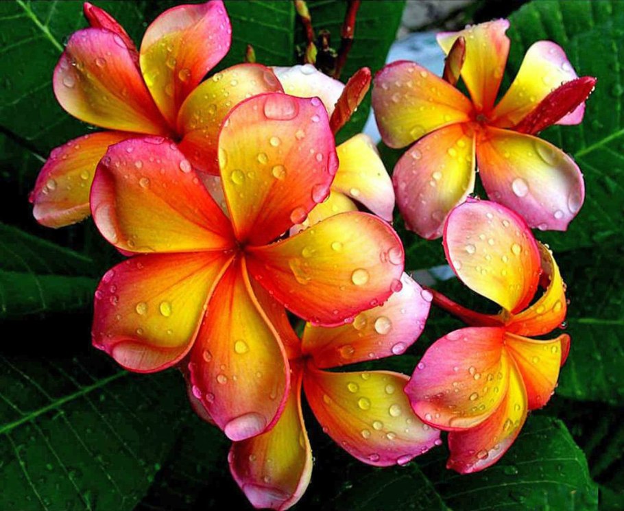 Цветы Плюмерия Франжипани