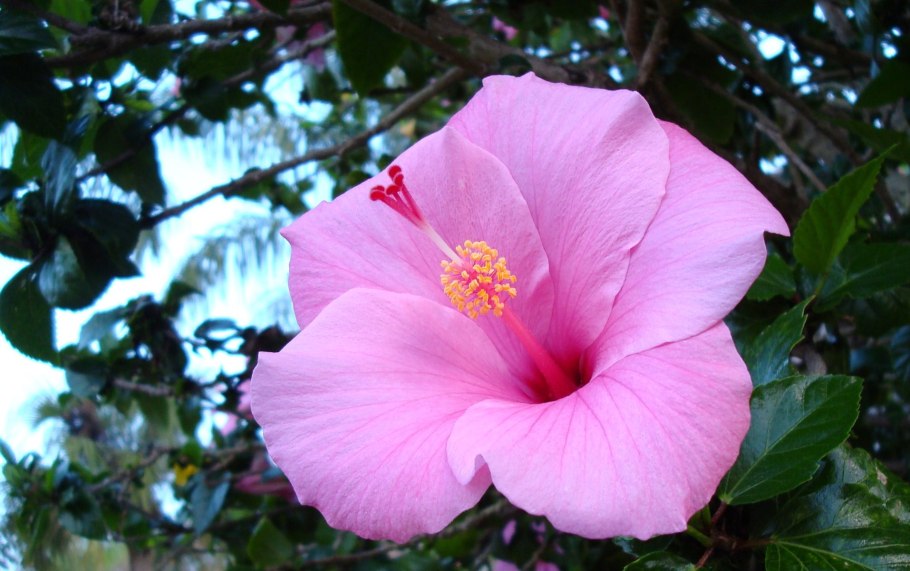 Гибискус в Тайланде