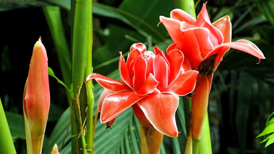 Сельва тропические цветы