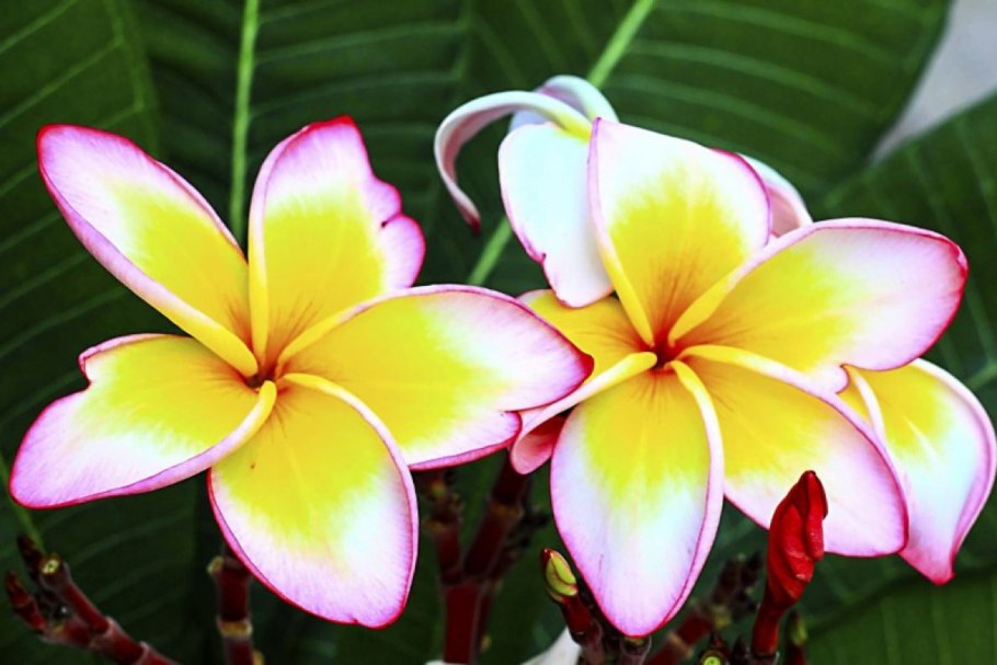Плюмерия Франжипани