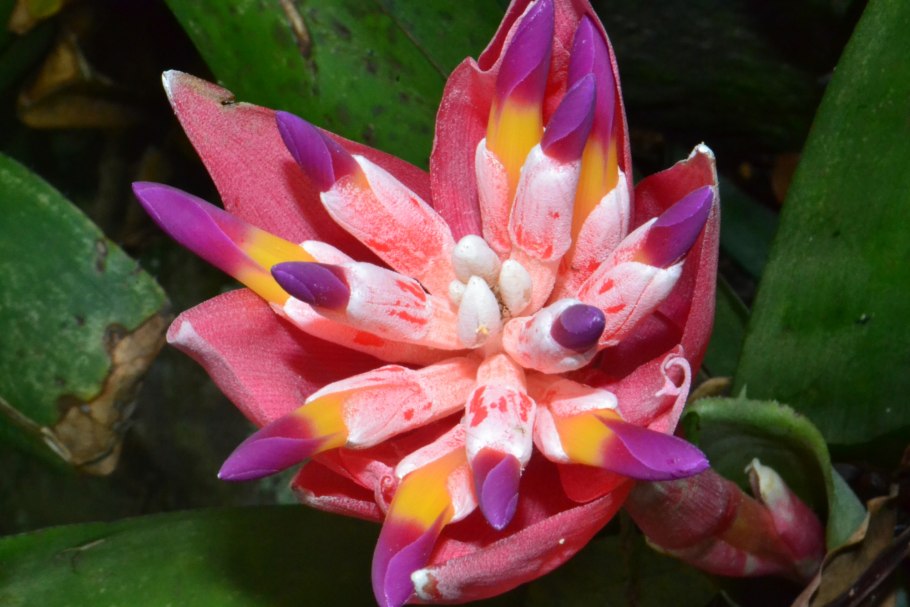 Памианта Перуанская Pamianthe peruviana