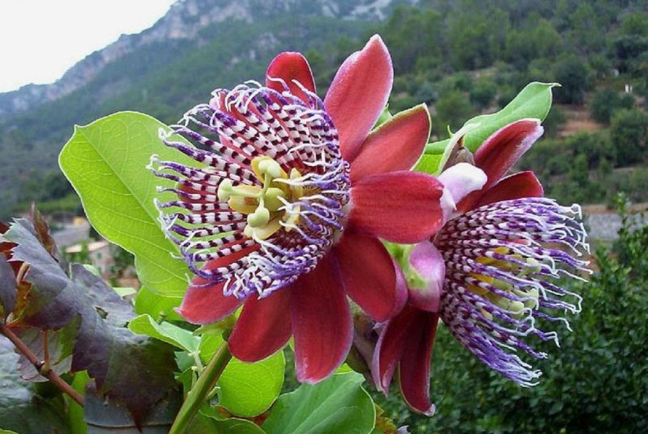 Ярета растение