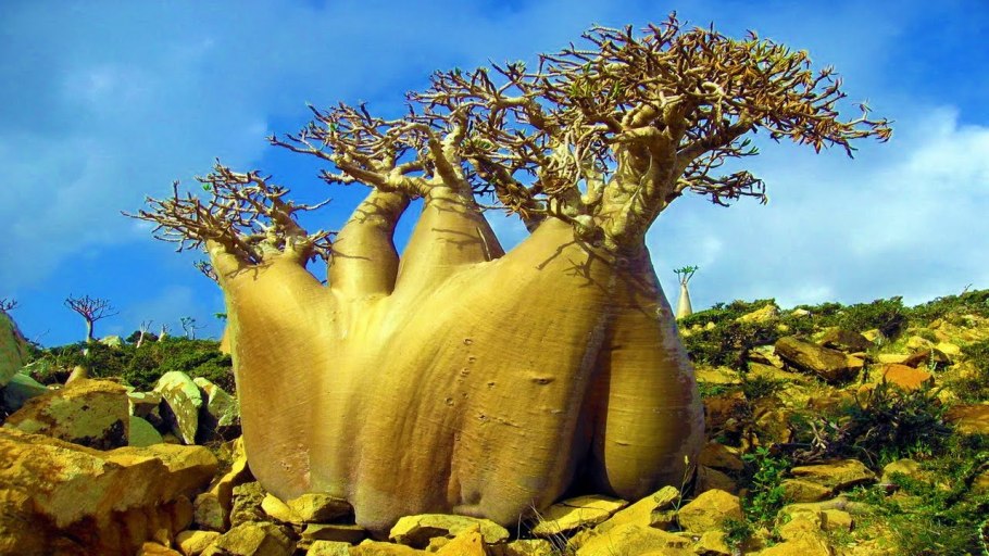 Сокотра (Socotra Island), Йемен