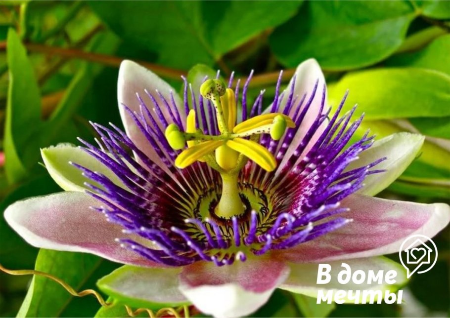 Деревья острова Сокотра Йемен