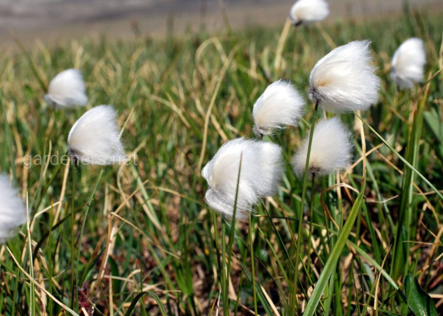 Пушица Болотная