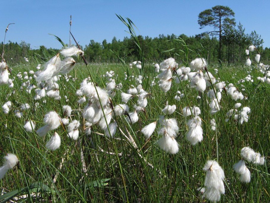 Пушица (Eriophorum)