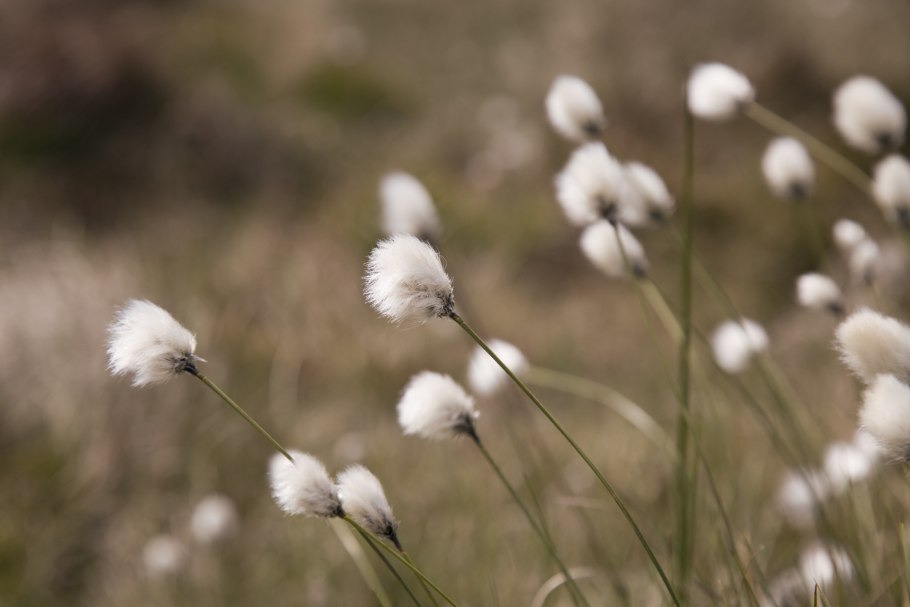 Пушица (Eriophorum)