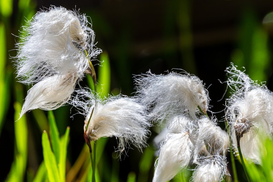 Eriophorum vaginatum