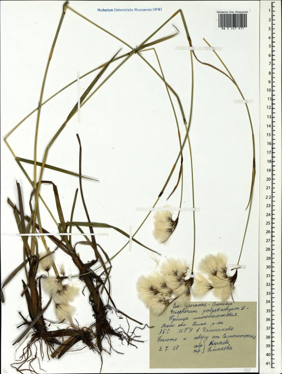 Пушица Eriophorum angustifolium