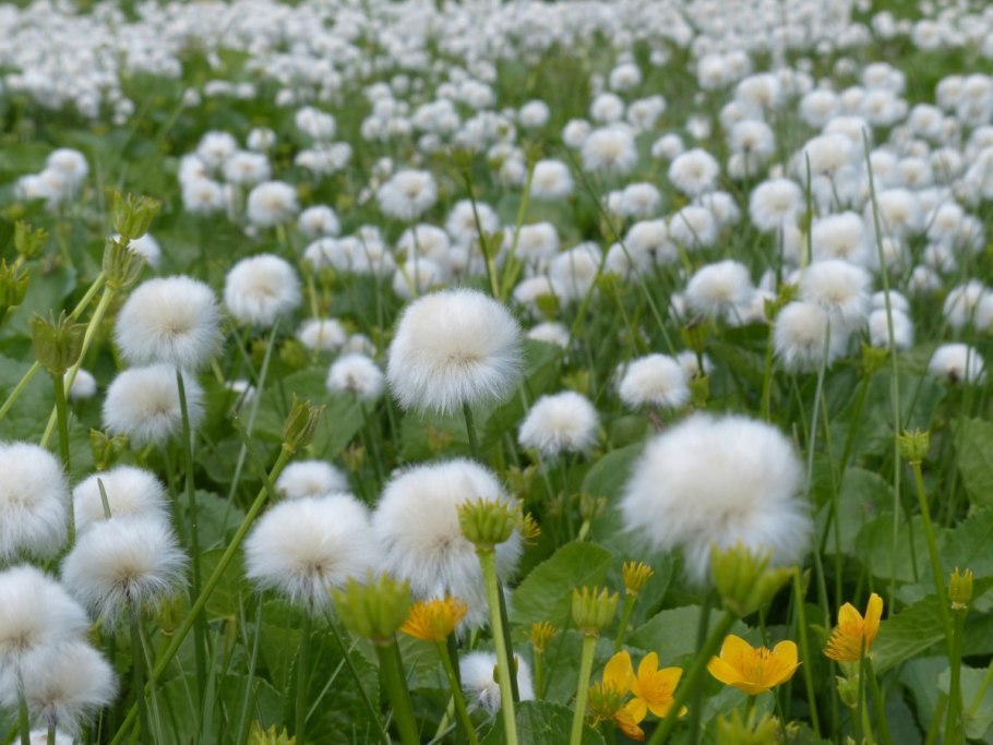 Eriophorum latifolium Hoppe