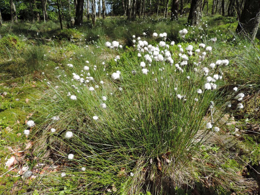 Пушица стройная красная книга Башкортостана