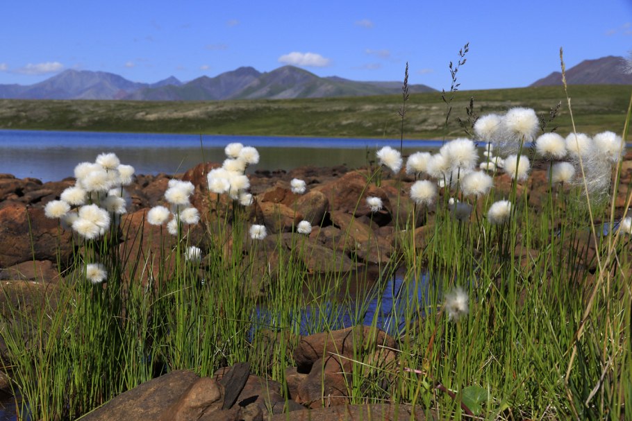 Пушица (Eriophorum)