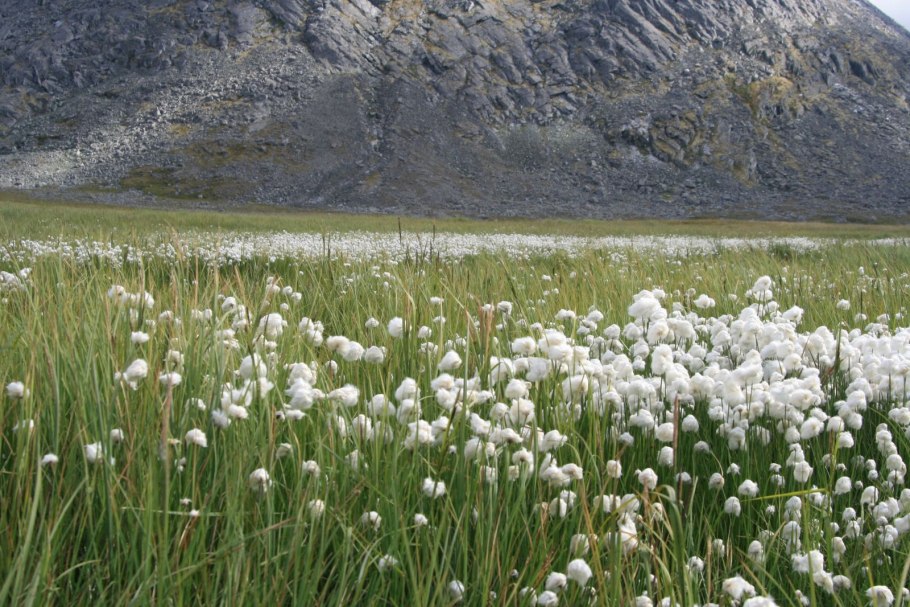 Пушица Арктическая