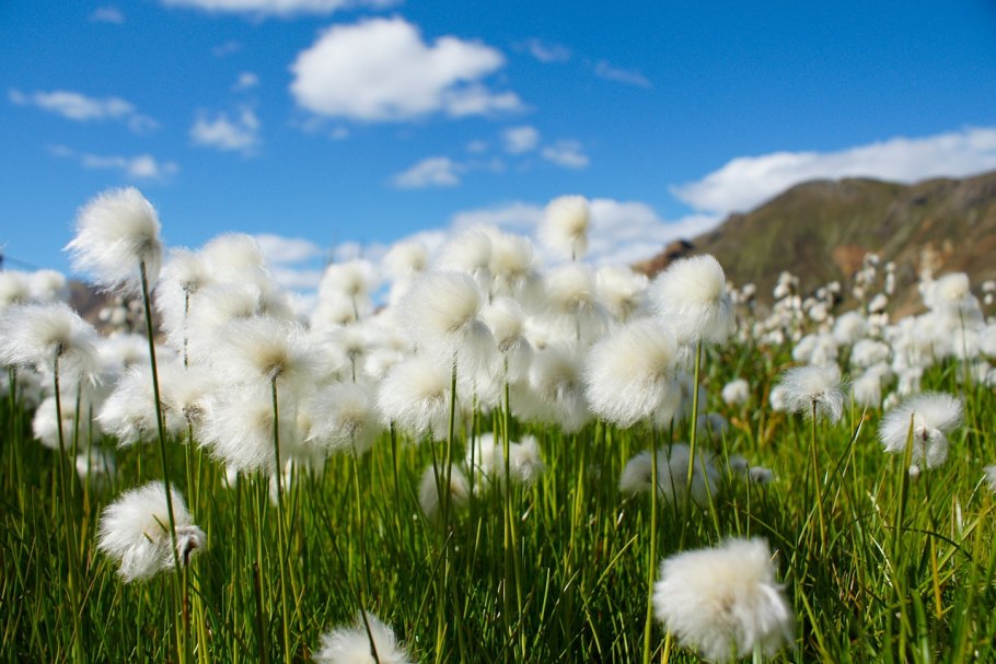 Пушица Шейхцера (Eriophorum scheuchzeri)