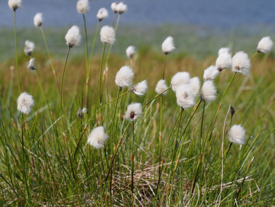 Пушица (Eriophorum)