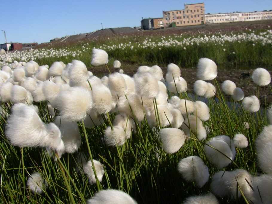 Пушица влагалищная на болоте