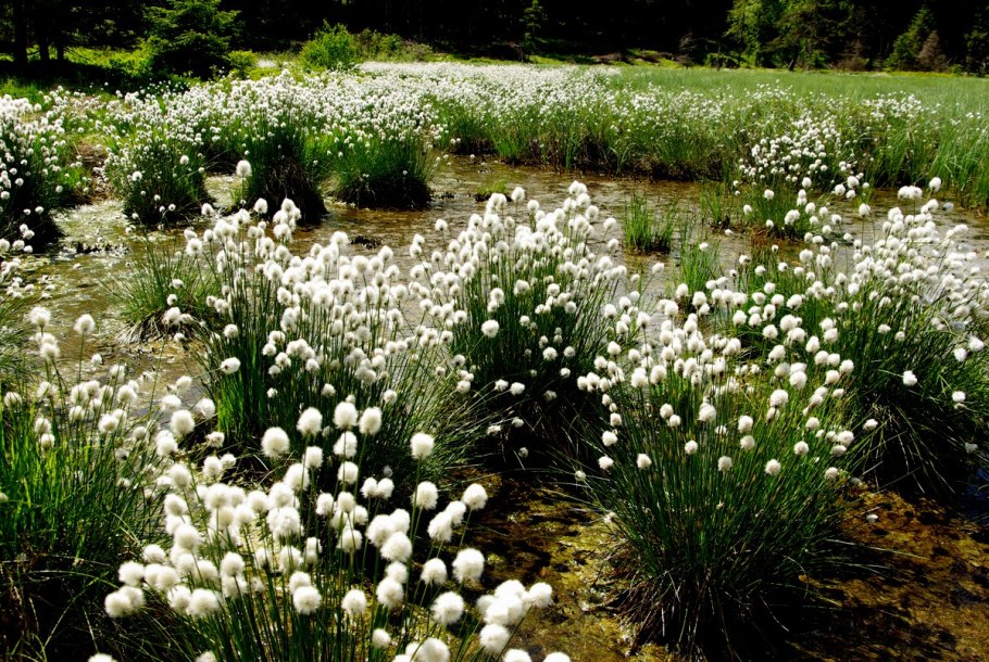 Пушица болотная