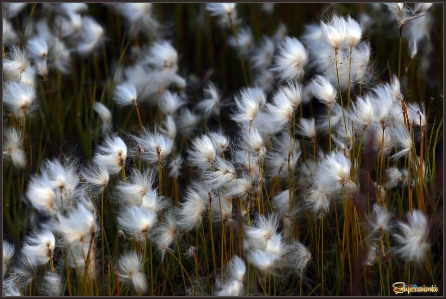 Пушица влагалищная Eriophorum vaginatum