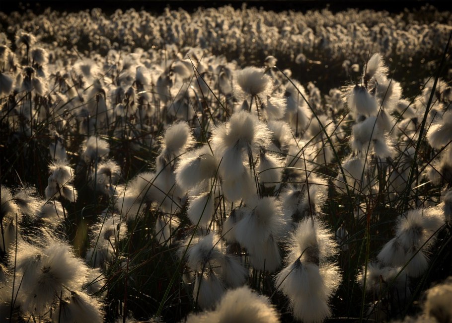 Eriophorum latifolium Hoppe