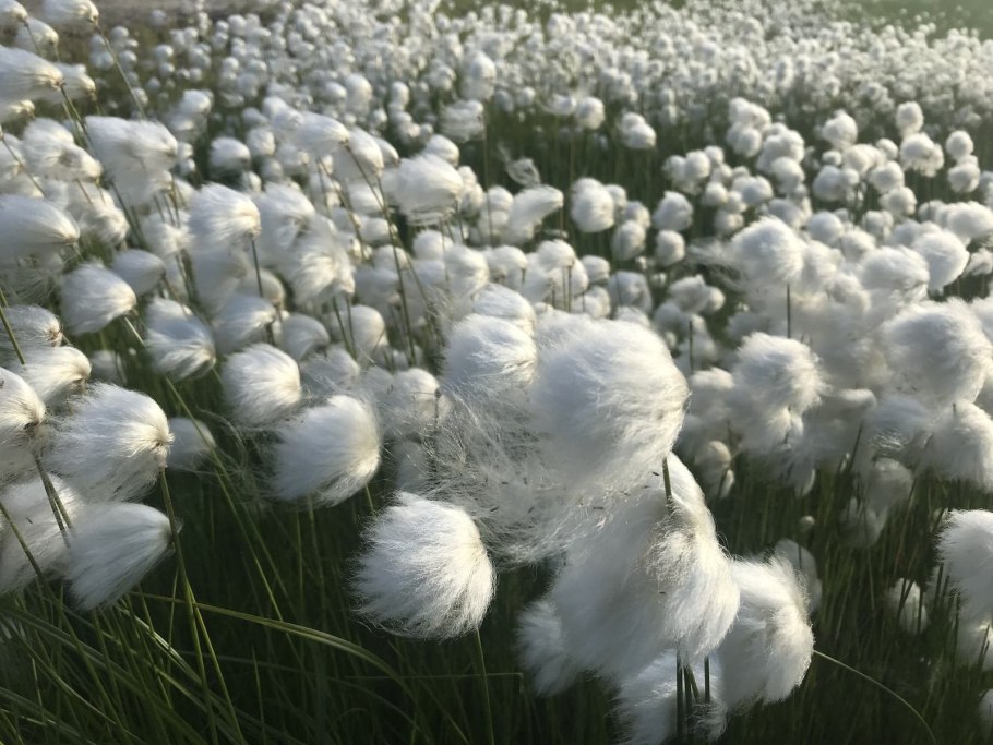 Пушица красивощетинковая