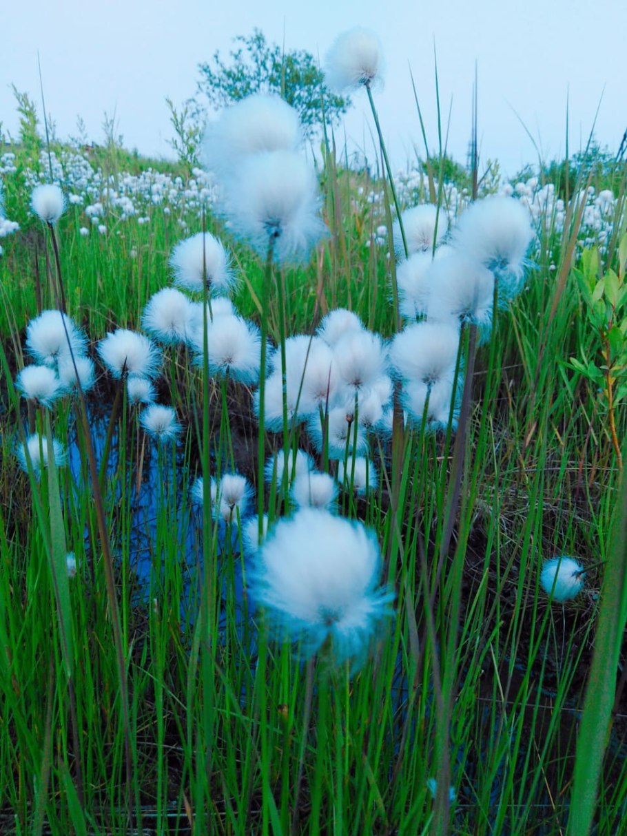 Пушица влагалищная Eriophorum vaginatum