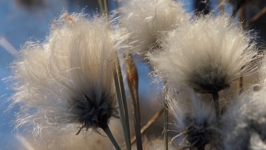 Хлопок цветок